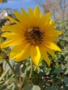 Closeup capture of sunflower. Weather royality Blurred background. Flying Honey Bee sitting on the sunflower.