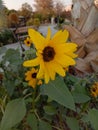 Closeup capture of sunflower. Weather royality Blurred background. Flying Honey Bee sitting on the sunflower. Royalty Free Stock Photo