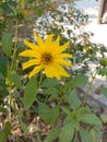 Closeup capture of sunflower. Weather royality Blurred background. Flying Honey Bee sitting on the sunflower. Royalty Free Stock Photo