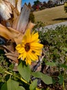 Closeup capture of sunflower. Weather royality Blurred background. Flying Honey Bee sitting on the sunflower. Royalty Free Stock Photo