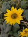 Closeup capture of sunflower. Weather royality Blurred background. Flying Honey Bee sitting on the sunflower. Royalty Free Stock Photo