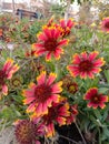 Closeup capture of sunflower. Weather royality Blurred background. Flying Honey Bee sitting on the sunflower. Royalty Free Stock Photo