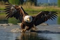 Closeup captures eagles graceful flight and majestic landing sequence