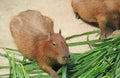 Capybara Chewing Grasses in an Open Zoo Royalty Free Stock Photo