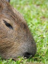 Closeup of a Capybara head, a vertical shot