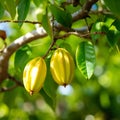 Closeup of carambola starfruit growing on branch with green leaves israel.