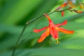 Cardinal Flower, Lobelia cardinalis Royalty Free Stock Photo