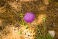 Closeup of Carduus plant flower