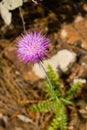 Closeup of Carduus plant flower