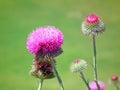 Carduus seminudus flowers wild in nature , green background