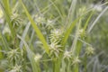 Carex grayi with green foliage