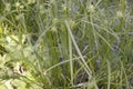 Carex grayi with green foliage