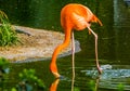 Closeup of a caribbean flamingo drinking water, colorful tropical bird specie from America Royalty Free Stock Photo