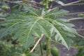 Closeup of Carica papaya leaf