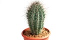 Closeup saguaro cactus in brick pot, isolated on a white background, side view