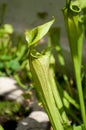 Closeup of carnivorus plant Royalty Free Stock Photo