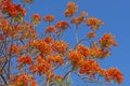 Closeup of a carob tree orange flower against blue sky Royalty Free Stock Photo