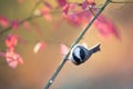 Closeup of a Carolina chickadee bird perched on the tree branch on the blurry pink background Royalty Free Stock Photo