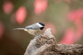 Closeup of a Carolina chickadee bird perched on the tree branch on the blurry pink background Royalty Free Stock Photo