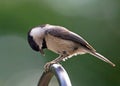 Closeup of a Carolina Chickadee