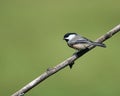 Closeup of a Carolina Chickadee perched on a tree branch Royalty Free Stock Photo