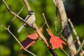 Closeup of a Carolina chickadee perched on the tree branch with red autumn leaves Royalty Free Stock Photo