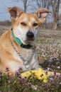 Closeup Carolina dog Royalty Free Stock Photo