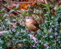 Closeup of a Carolina wren (Thryothorus ludovicianus) perched on a tree branch Royalty Free Stock Photo