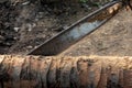 Closeup Carpenter is using chainsaws cut coconut Timber