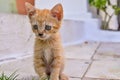 Closeup carroty or rufous little fluffy kitten