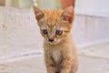 Closeup carroty or rufous little fluffy kitten