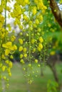 Closeup Cassia fistula bouquet background