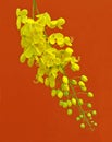 closeup Cassia Fistula