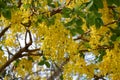 Closeup cassia fistula or golden shower tree in garden.
