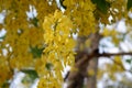 Closeup cassia fistula or golden shower tree in garden.