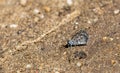 Closeup of the Cassius blue butterfly on a sandy sunlit ground Royalty Free Stock Photo