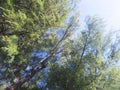 Closeup of casuarina trees and leaves