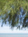 Closeup of casuarina trees and leaves