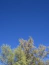 Closeup of casuarina trees and leaves