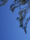 Closeup of casuarina trees and leaves Royalty Free Stock Photo