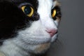 Closeup of a cat with black-white head and yellow sclera