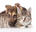 Closeup cat and dog together on white background Royalty Free Stock Photo