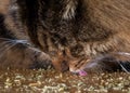 Closeup of a cat eating catnip