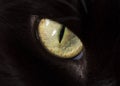 Closeup of Cat eye Royalty Free Stock Photo