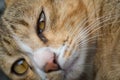 Closeup of cat eyes, cat face and look at the camera. Royalty Free Stock Photo