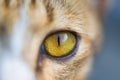 Closeup of cat eyes, cat face and look at the camera. Royalty Free Stock Photo