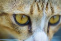 Closeup of cat eyes, cat face and look at the camera. Royalty Free Stock Photo