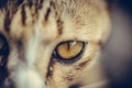 Closeup of cat eyes, cat face and look at the camera. Royalty Free Stock Photo