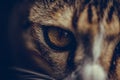 Closeup of cat eyes, cat face and look at the camera. Royalty Free Stock Photo