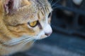 Closeup of cat eyes, cat face and look at the camera. shallow focus. Royalty Free Stock Photo